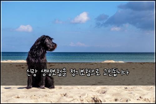 신랑 생명보험을 정기보험으로 고민됩니다