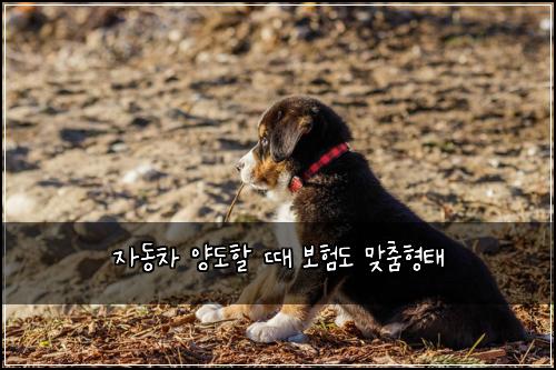 자동차 양도할 때 보험도 맞춤형태