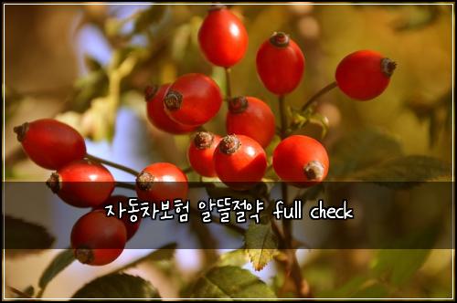 자동차보험 알뜰절약  full check