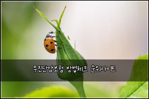 무진단암보험 방법체크  순위사이트