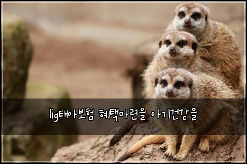 lig태아보험 혜택마련을  아기건강을
