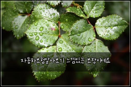 ์๋์ฐจ๋ณดํ์์๋ณด๊ธฐ ๋๋์๋ ๋ณด์ฅ์ด์์