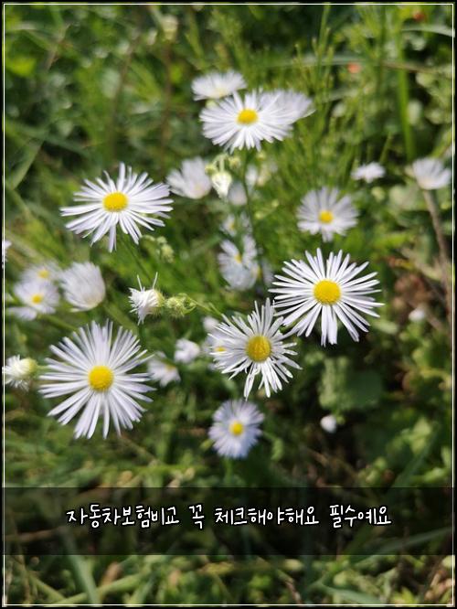 자동차보험비교 꼭 체크해야해요 필수예요