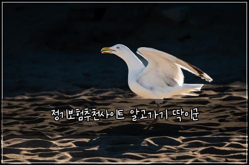 정기보험추천사이트 알고가기 딱이군