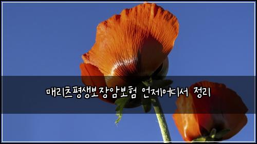 매리츠평생보장암보험 언제어디서  정리