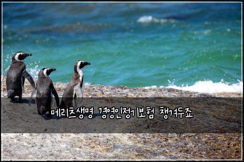 ๋ฉ๋ฆฌ์ธ ์๋ช
๊ฒฝ์์ธ์ ๊ธฐ๋ณดํ ์ฑ๊ฒจ๋์ฃ