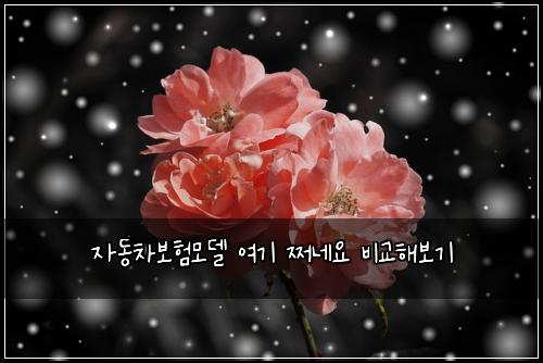 ์๋์ฐจ๋ณดํ๋ชจ๋ธ ์ฌ๊ธฐ ์ฉ๋ค์ ๋น๊ตํด๋ณด๊ธฐ