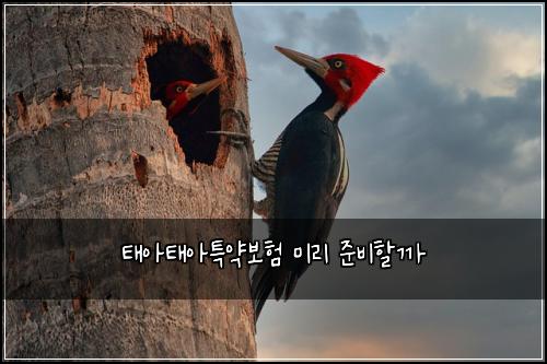 태아태아특약보험 미리 준비할까