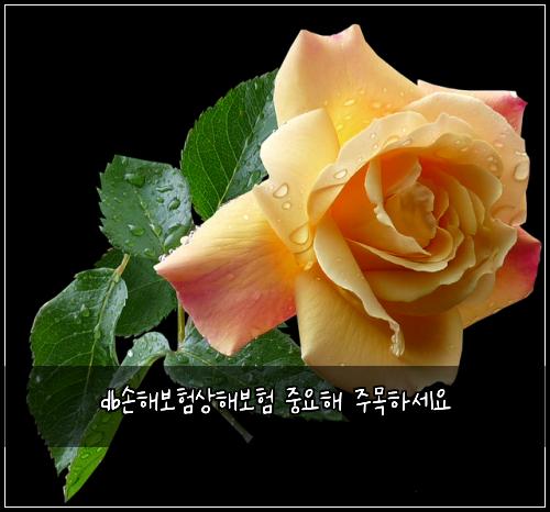 db손해보험상해보험 중요해 주목하세요