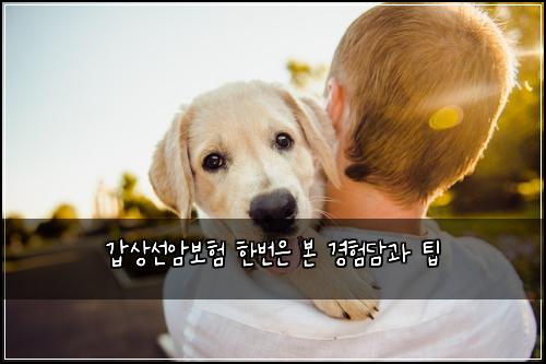 갑상선암보험 한번은 본 경험담과 팁