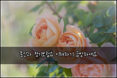 종신과 정기보험요 이해하기 금방하세요