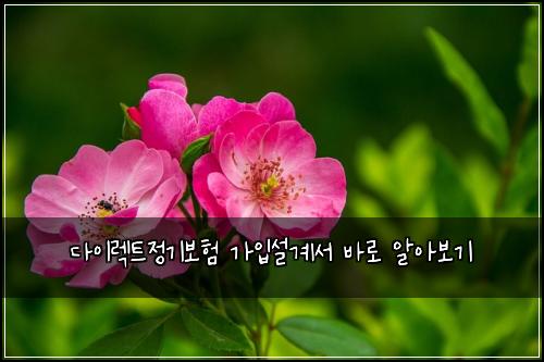 다이렉트정기보험 가입설계서  바로 알아보기