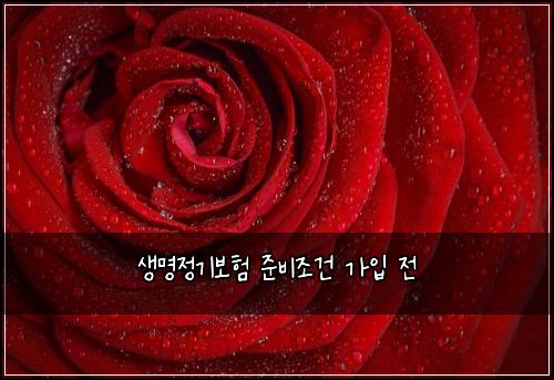 생명정기보험 준비조건  가입 전