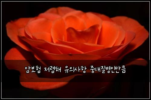 암보험 저렴해  유의사항 중대질병인만큼