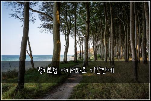 정기보험 여기서봐요  기간안에