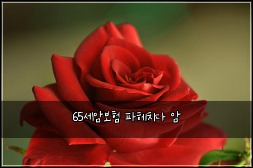 65์ธ์๋ณดํ ํํค์น๋ค ์