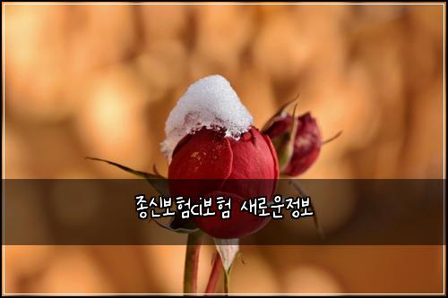 종신보험ci보험 새로운정보
