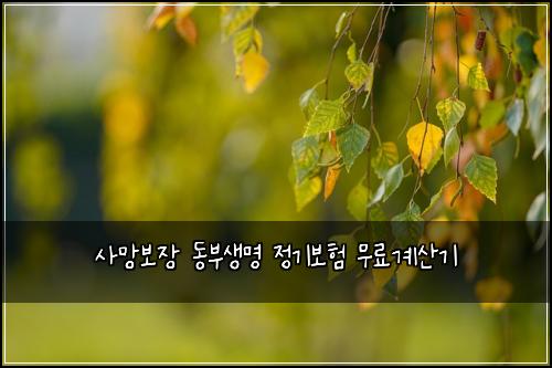 사망보장 동부생명 정기보험 무료계산기 