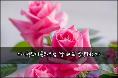 다이렉드자동차보험 쉽게비교  절약해보자