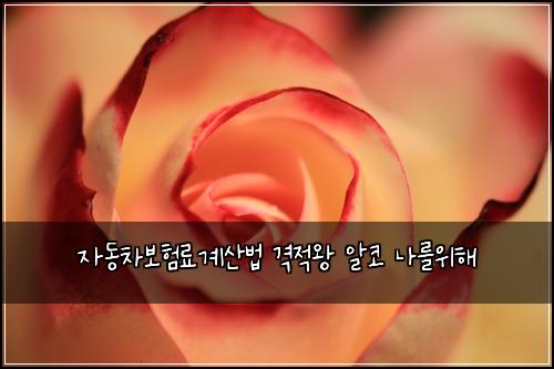 자동차보험료계산법 격적왕 알코 나를위해