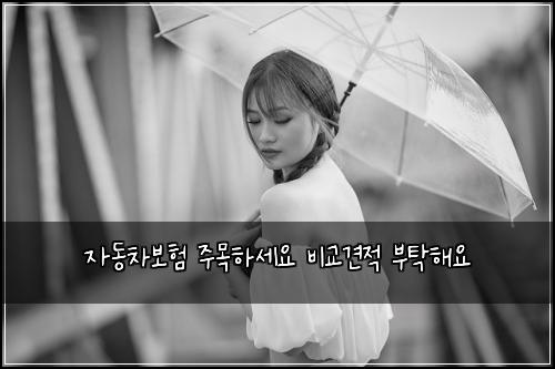 자동차보험 주목하세요  비교견적 부탁해요