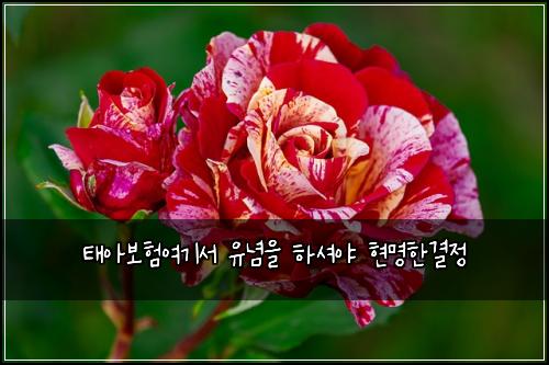 태아보험여기서 유념을 하셔야 현명한결정
