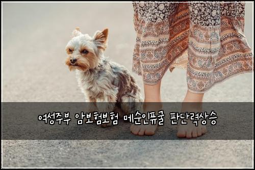여성주부 암보험보험 메순인퓨굴 판단력상승