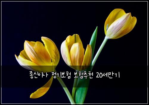 종신이나 정기보험 보험추천  20세만기