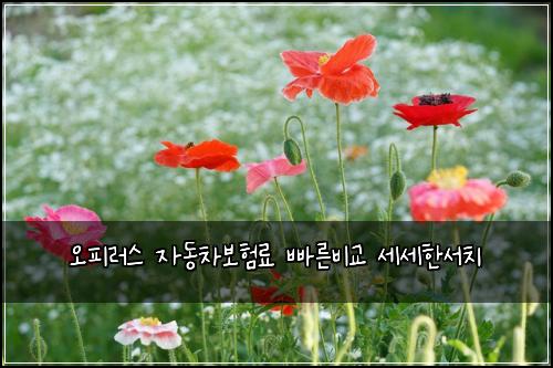 오피러스 자동차보험료 빠른비교 세세한서치
